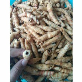 

molen coklat
