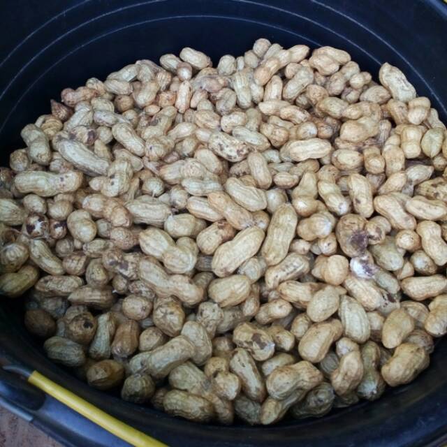 

Kacang mentah