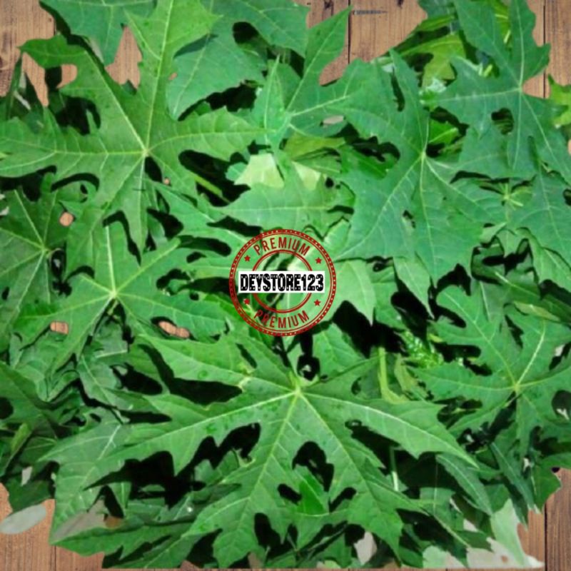 

Daun Gedi Segar 1000 Gram Obat Herbal