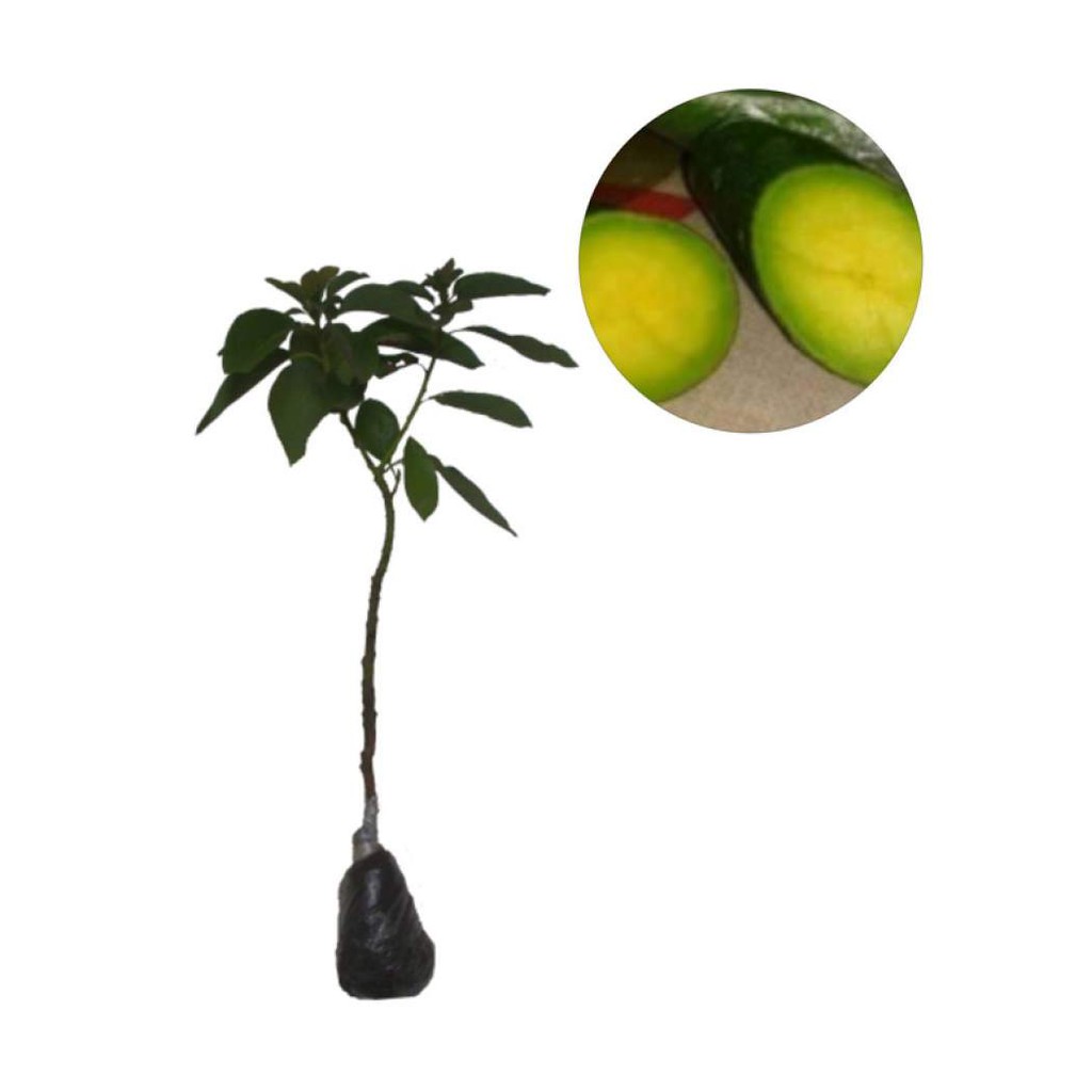 Bibit Buah Alpukat Tanpa Biji