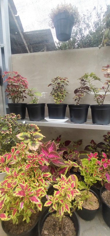 Pot Bunga Tanaman 15 Cm Hitam Merek Made Indonesia Free Bubble Ketentuan Berlaku