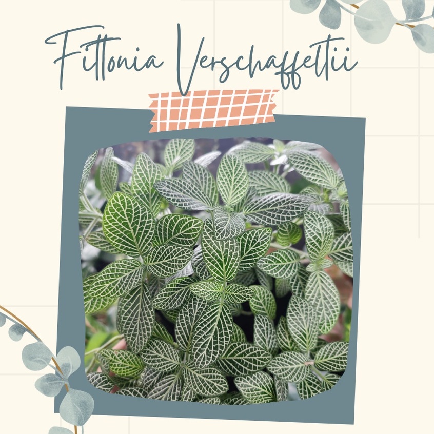 Tanaman Hias Fittonia Bunga Fittonia Cantik Bunga Fittonia Verschaffeltii Murah Bunga Gantung Fitton