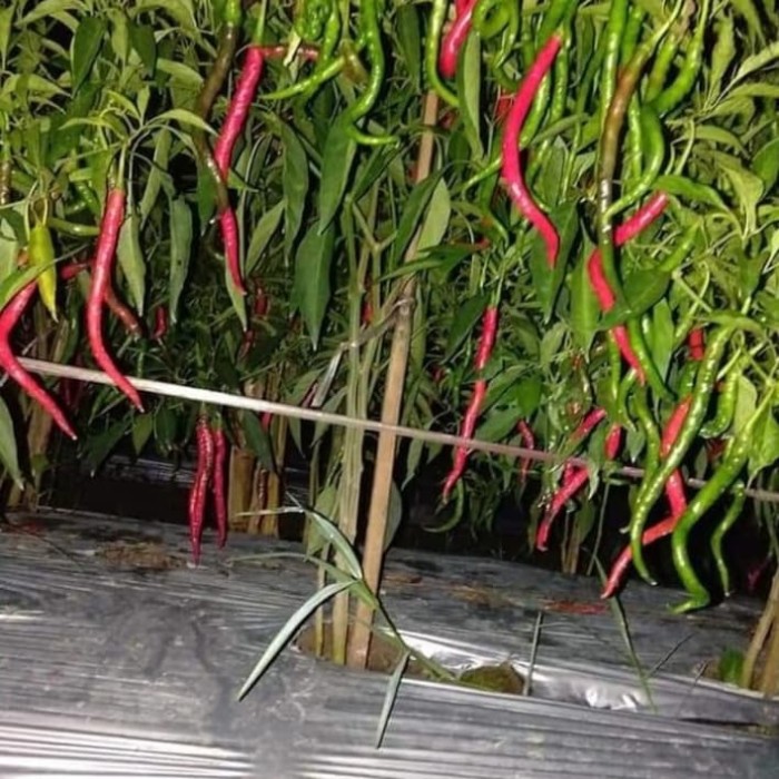 BENIH UNGGUL CABE MERAH KERITING AKAR ISI 10GR - BIBIT CABE KERITING