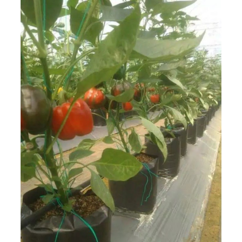 

paprika merah F1 red str