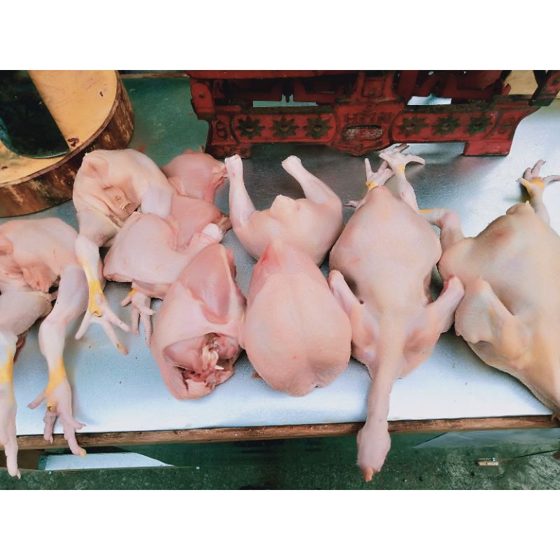 

ayam segar