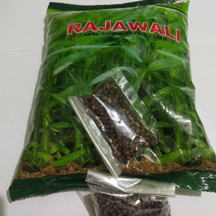 Benih Kangkung RAJAWALI Kemasan Eceran 100 gram - Kangkung Rajawali