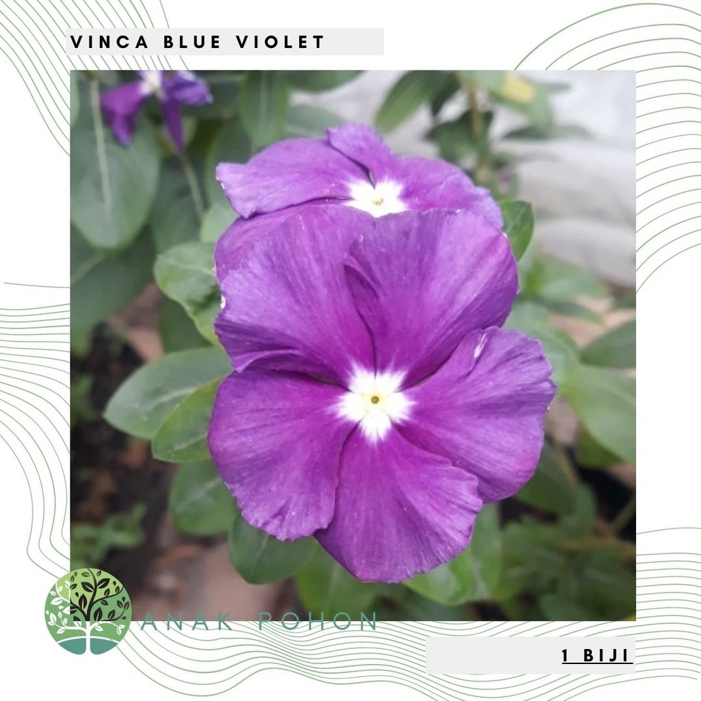 Benih Bibit Biji - Bunga Vinca Blue Violet Flower Seeds