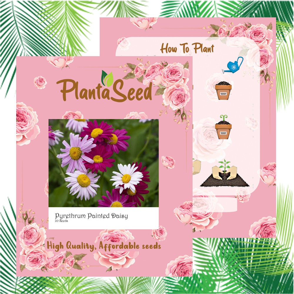 PlantaSeed - 20 Seeds - Pyrethrum Painted Daisy Robinsons - PAS0244