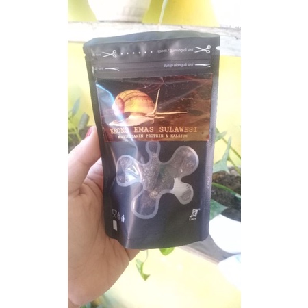 KEONG EMAS by BAJE SULAWESI