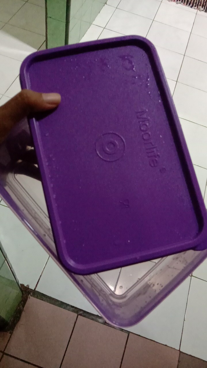 Toples Moorlife Scatolla Ecer Isi 890ml - Perpcs (bahan Plastik Premium Tebal )