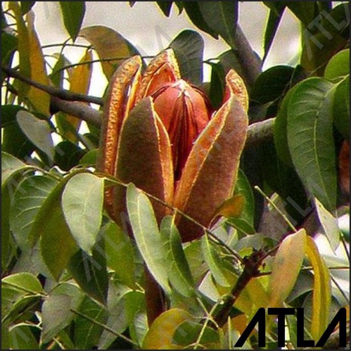 Jual Promo Benih Pohon Mahoni 1 Kg Biji Tanaman Obat Bibit Buah Kayu