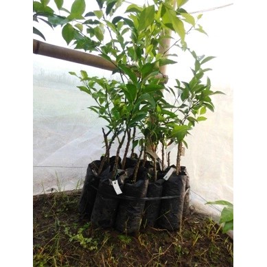 BIBIT JERUK KEPROK TEJAKULA grosir murah