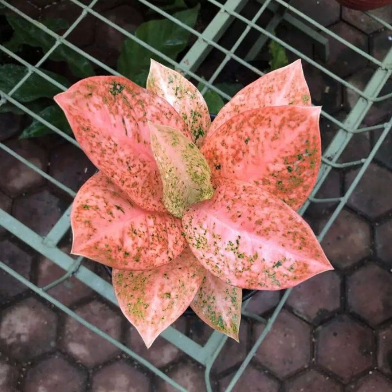 Aglonema stardust orange import (Tanaman hias aglaonema stardust orange) - tanaman hias hidup - bung