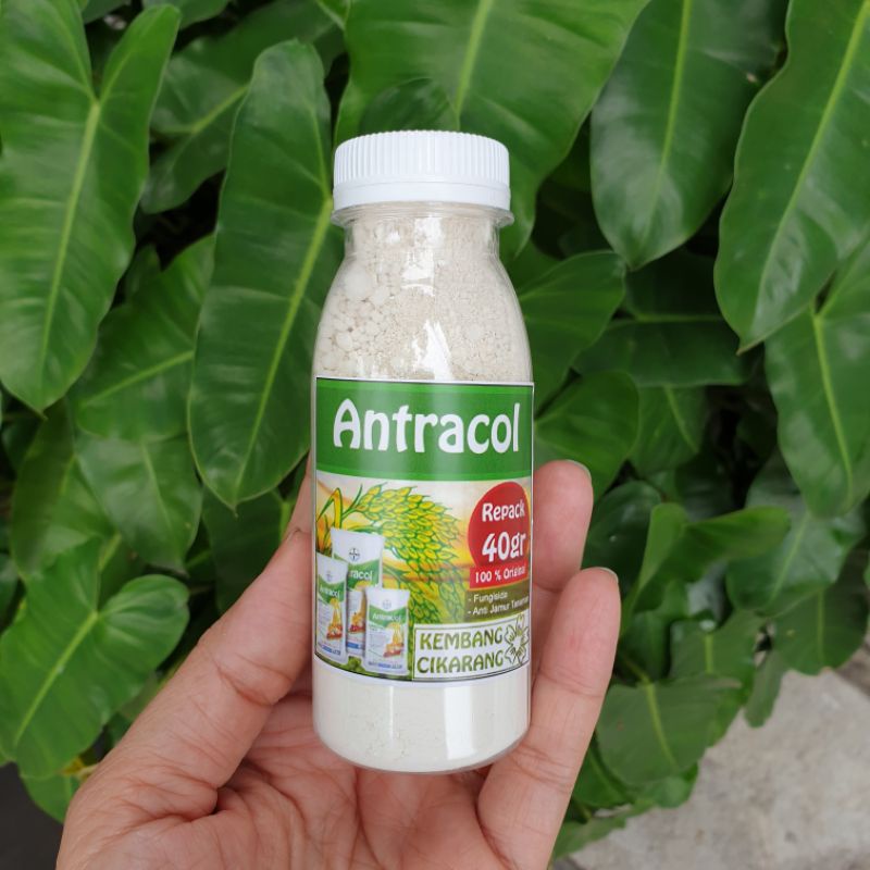 ANTRACOL REPACK antrakol anti jamur untuk bunga dan tanaman