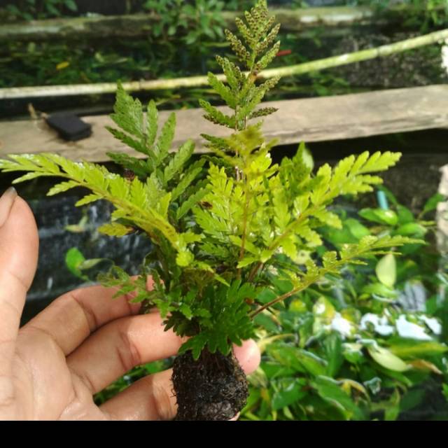 Pakis air media wabikusa tanaman aquascape