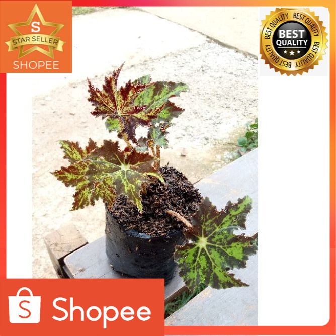 Tanaman hias begonia bintang bulu