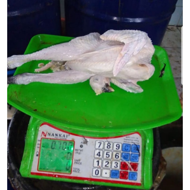 

ayam kampung karkaz ukuran 0,5 sampai 1kg up