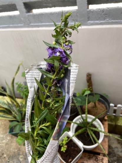 Tanaman Lavender Asli Anti Nyamuk