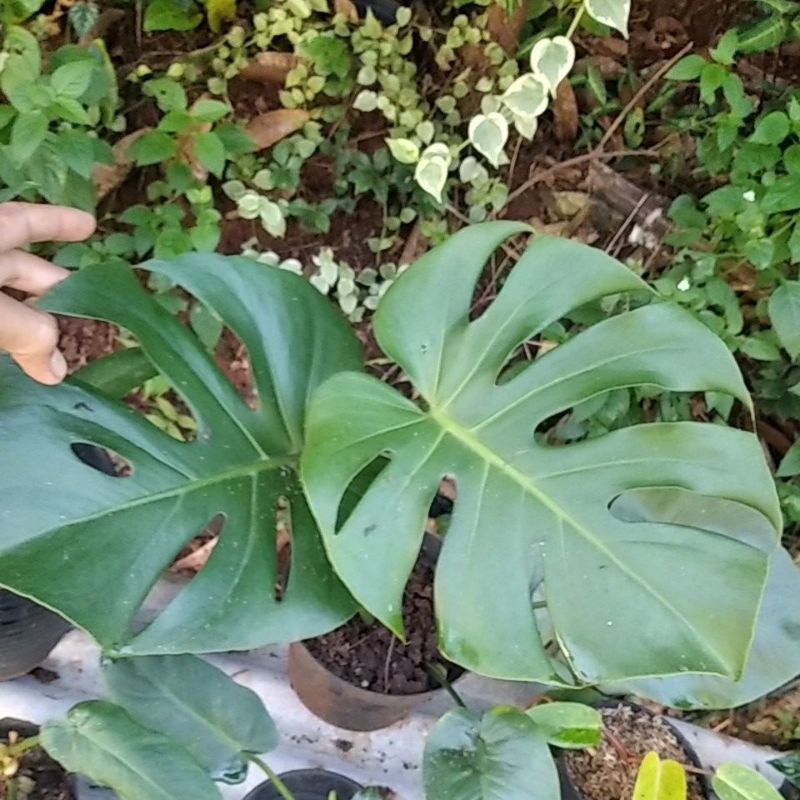 tanaman hias monstera king remaja
