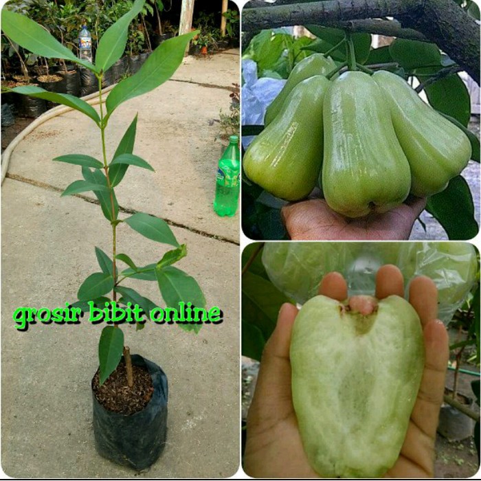 Bibit Jambu Air Cincalo Hijau