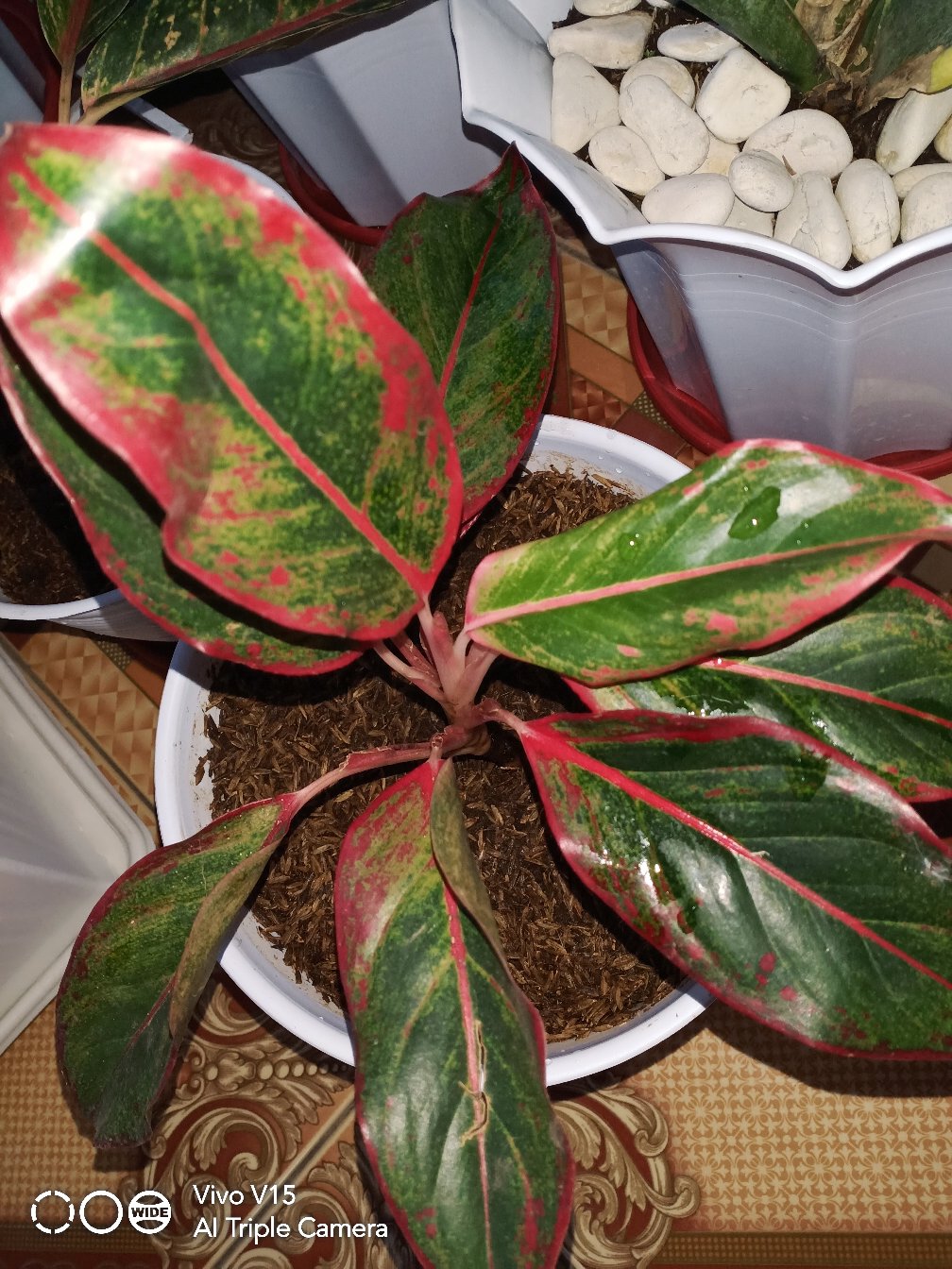 Aglaonema Lipstick Tanaman Hias