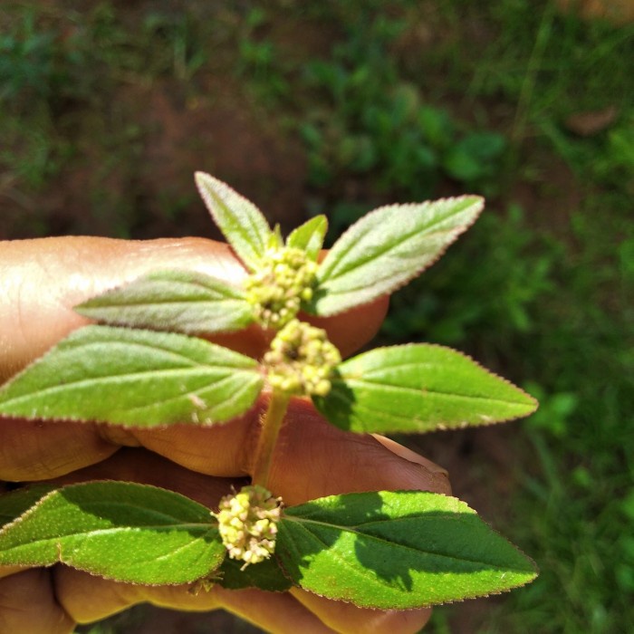 

Daun patikan kebo segar 350gr