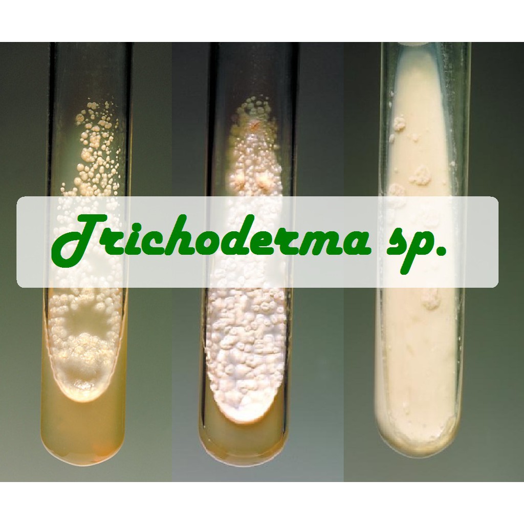  Biakan  Trichoderma sp Murni Isolat Trichoderma Shopee 