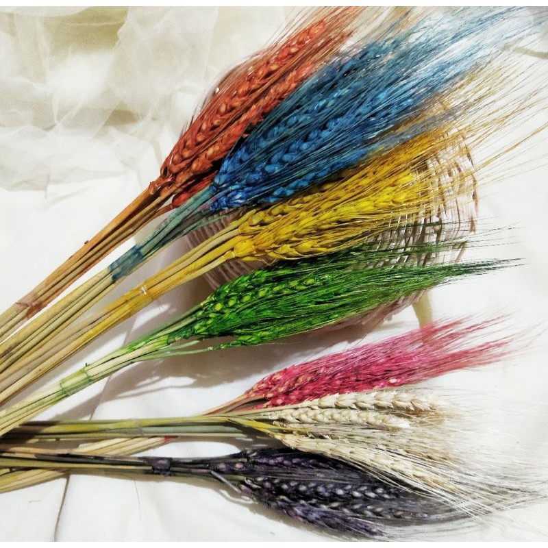 BUNGA GANDUM KERING/GANDUM KERING/GANDUM/BUNGA KERING/DRIED FLOWER/SRIREJEKI/BUNGA