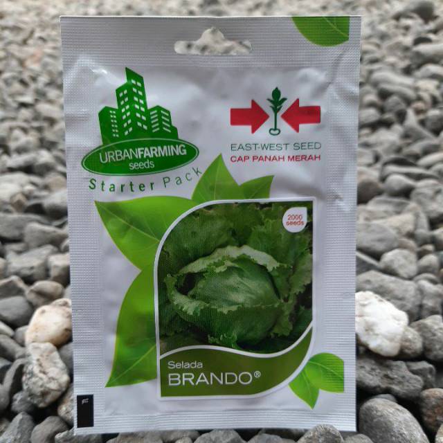 Benih Bibit Biji Selada Krop BRANDO (2000btr)
