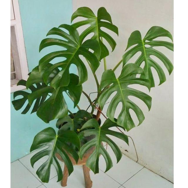Monstera Deliciosa Bandung Shopee Indonesia
