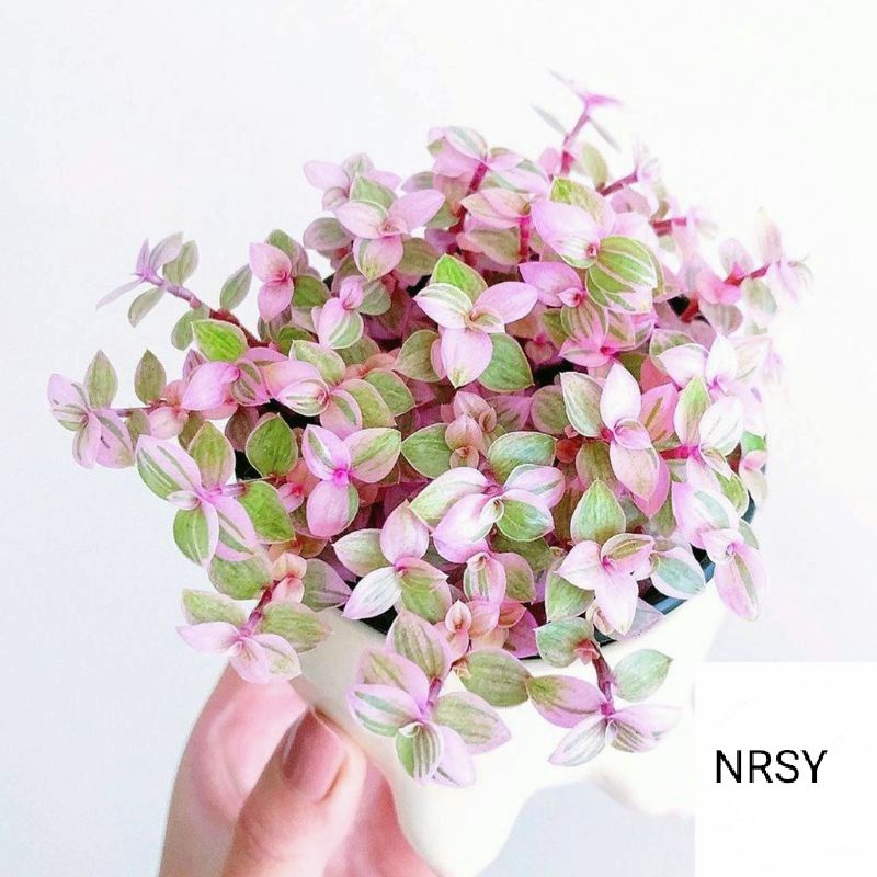 Tanaman hias gantung kribo varigata Rimbun