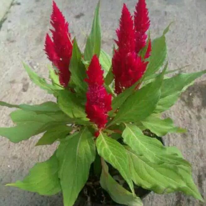 Tanaman hias bunga jengger Ayam.Bunga jengger ayam