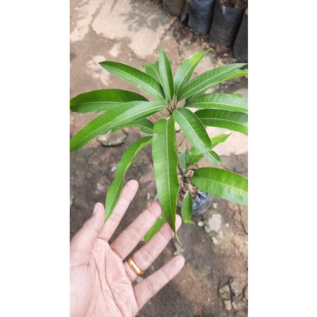 bibit mangga irwin super