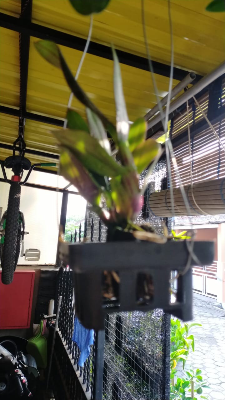 Anggrek Dendrobium Black Cat