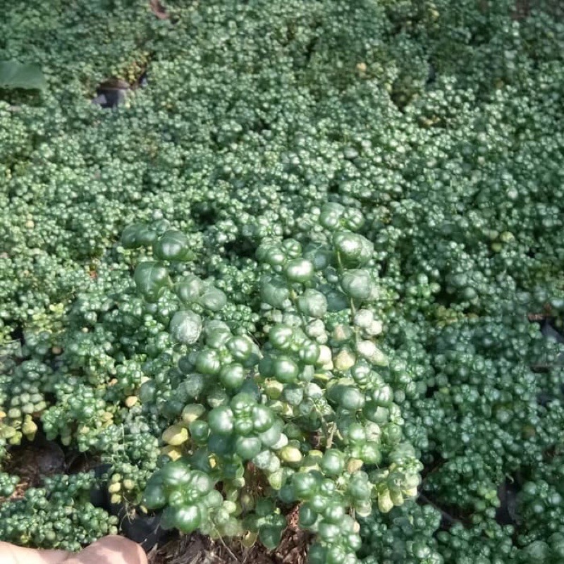 Tanaman hias krokot hijau / krokot kancing lumut hijau