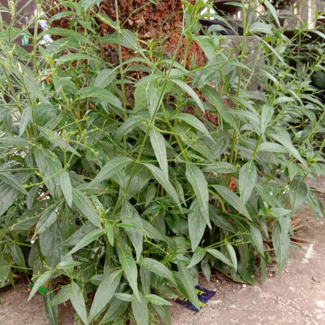 

Daun Sambiloto