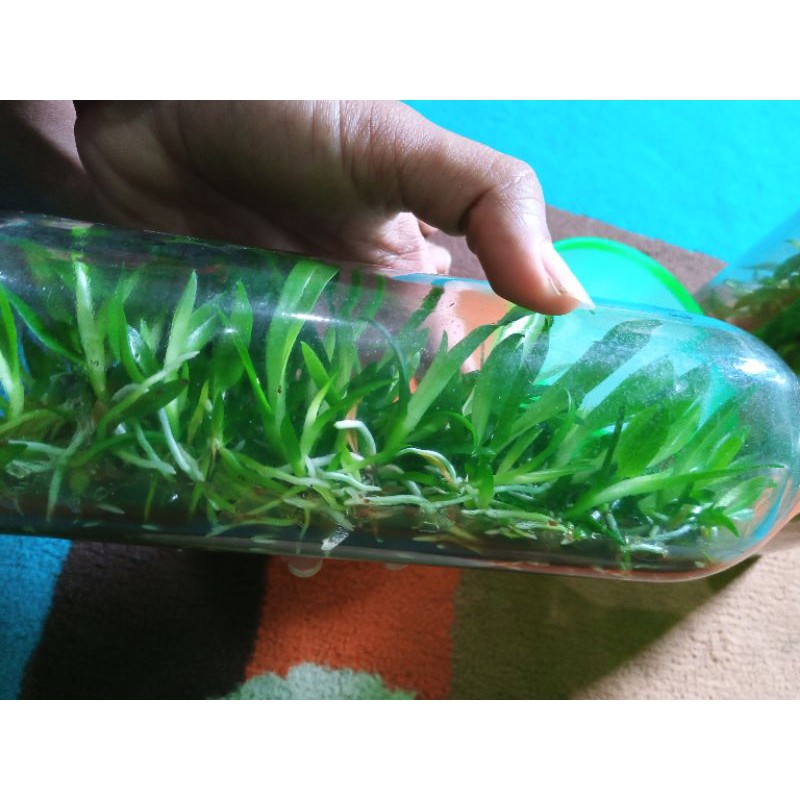 botolan dendro besar