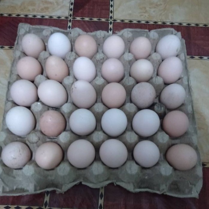 

New Telur ayam kampung per 1 pcs original terjangkau