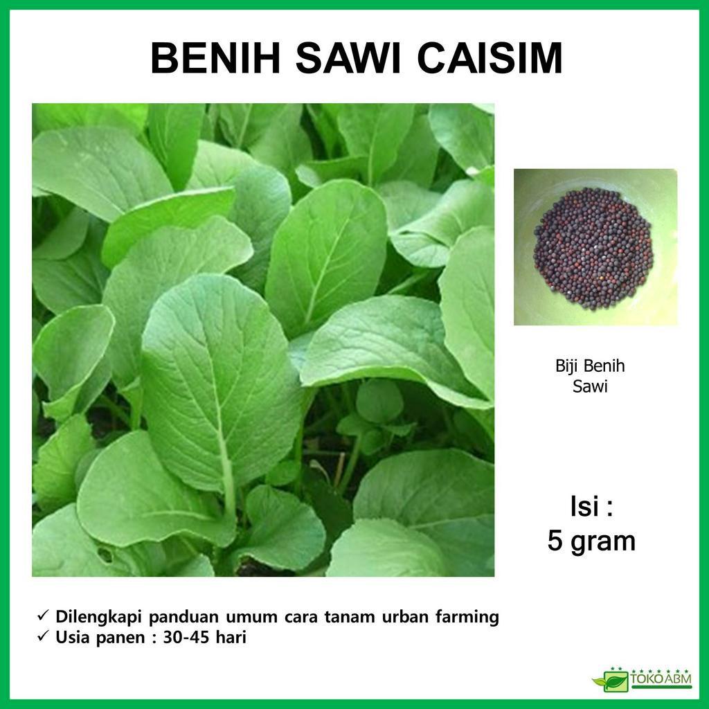 Benih Sawi Caisim Sawi Hijau Bibit Sayuran  Kemasan Repack Hidroponik