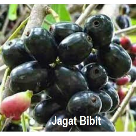 Bibit Juwet / Duwet / Jamblang Hitam