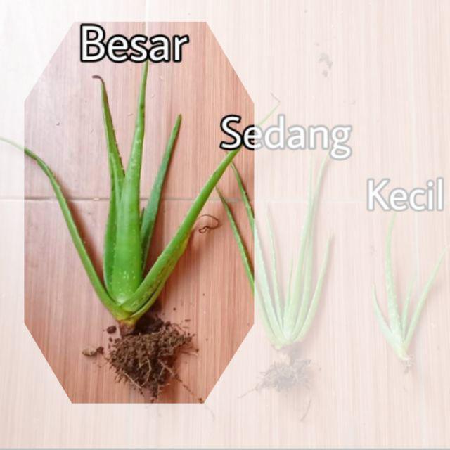 Bibit Tanaman Lidah Buaya JUMBO PONTIANAK-Besar