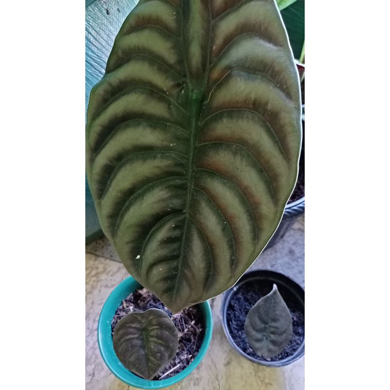 tanaman hias alokasia cuprea keladi tengkorak merah dragon scale keladi tanaman hias caladium
