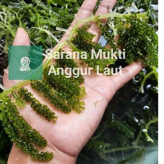 

[KODE HSB] Anggur laut/ Green Caviar/ Latoh/ Lawi lawi/ Sea Grapes (Caulerpa Sp.)