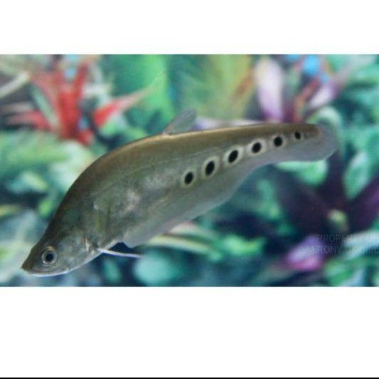 belida Bangkok ikan airtawar ikan aquascape