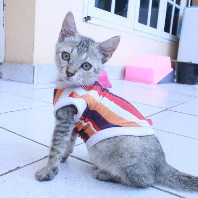 [PROMO MUSIM HUJAN] Kaos strip hangat lucu untuk kucing dan anjing murah size S-XL