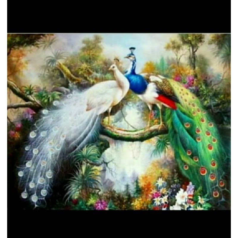 9000 Gambar Burung Merak Yang Cantik HD Terbaru