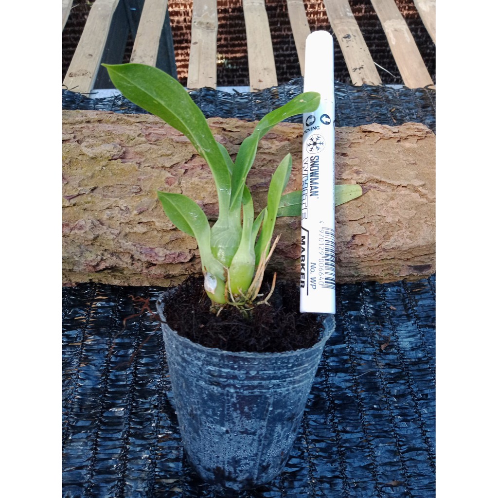 Anggrek Grama, Gramma, Grammatophyllum Remaja