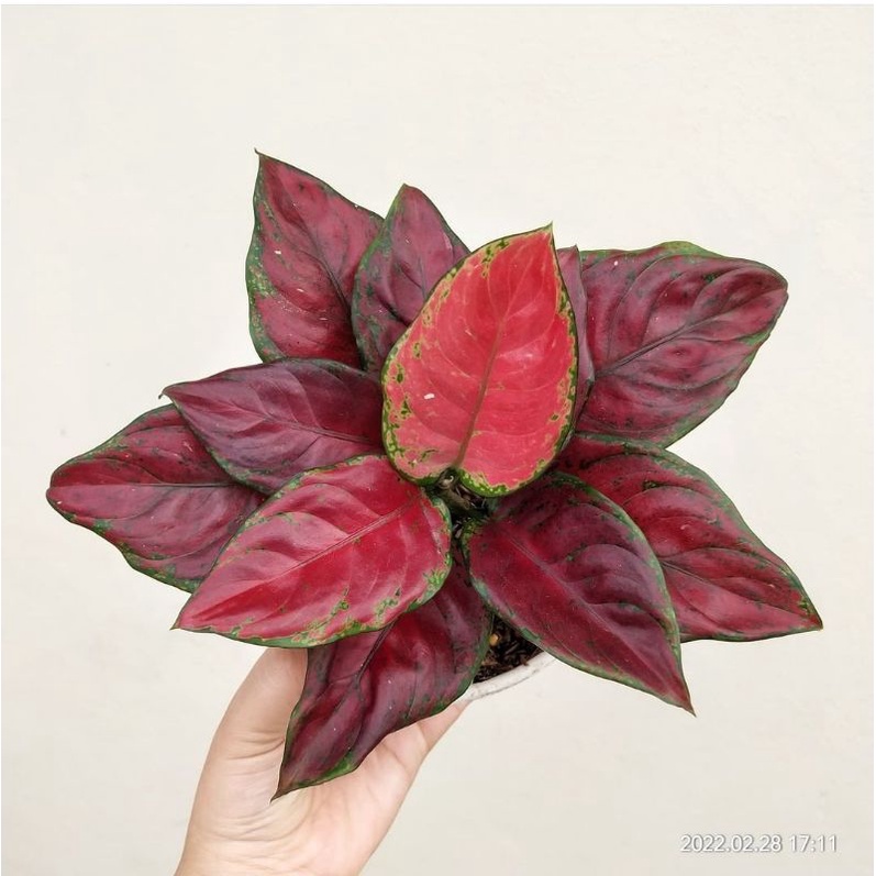 Aglonema Blackmaroon Tanaman Hias Aglonema Blackmaroon Bunga Hias Aglaonema Termurah Kualitas Lokal 