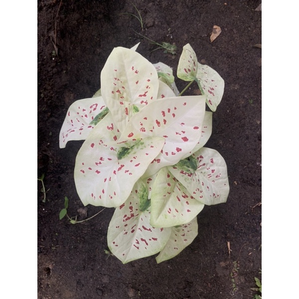 CALADIUM RASPBERRY SPASH - keladi raspberry splash - tanaman hias