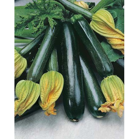 1 Benih Zucchini F1 FOTHERGILLS BIBIT TANAMAN SAYUR SAYURAN zukini sucini